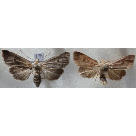 Agrochola lota (Clerck, 1759) pair Źrenicówka wierzbniakówka Czech17h